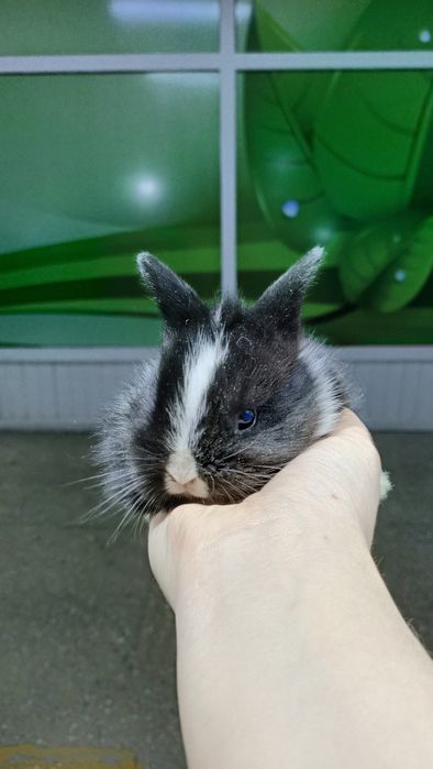 Домашние карликовые кролики