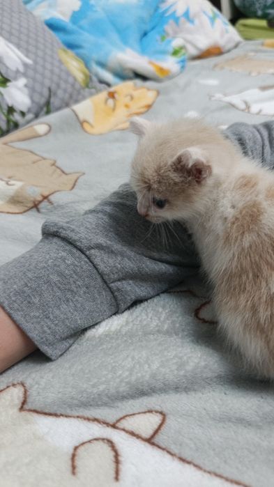 Отдам в добрые руки котёнок мальчик