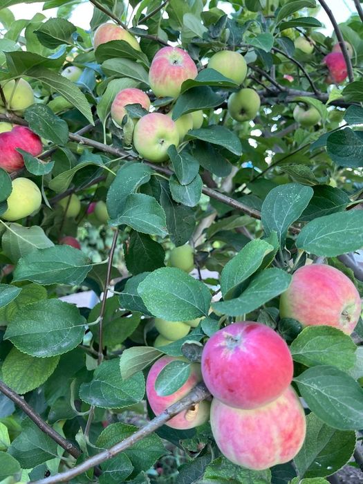 Продам дачный участок