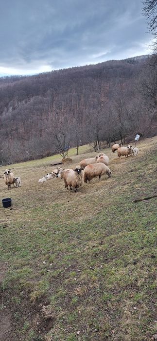 Vând 28 de oi tinere .10 cu miei ,5 mai trebuie să fete si restu noati