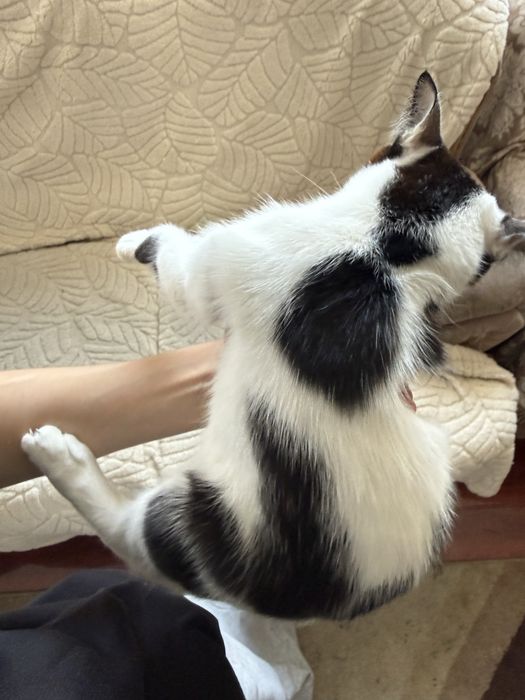 Отдам Котенка в хорошие руки