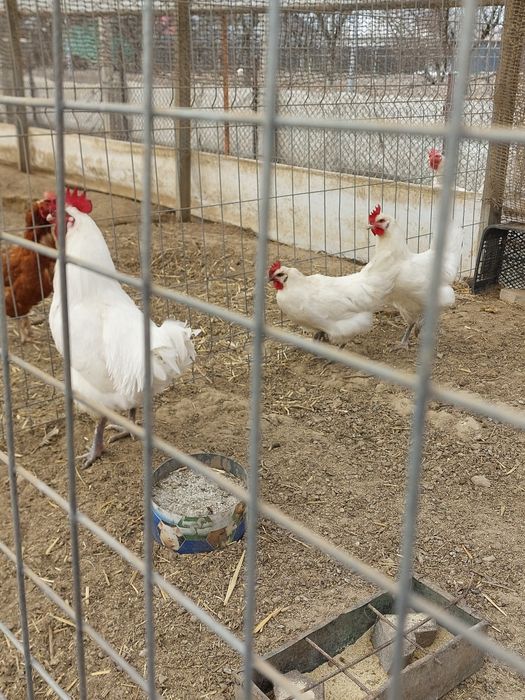 Familie de vanzare si Oua de incubat Labresse