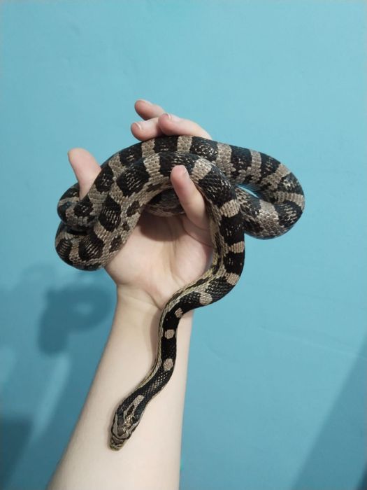 Маисовый полоз самец