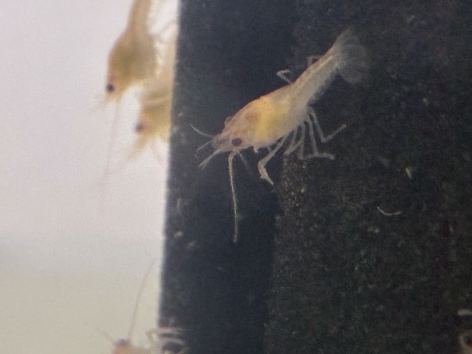 Бебета рачета Procambarus Alleni