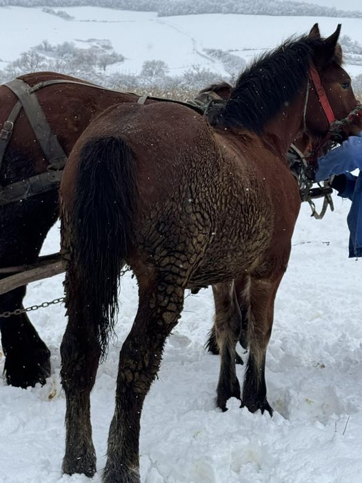 Cal de 8 luni, mai multe detalii la telefon
