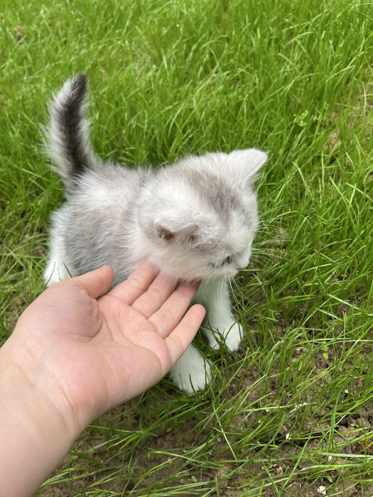 Кот скоттиш фолд