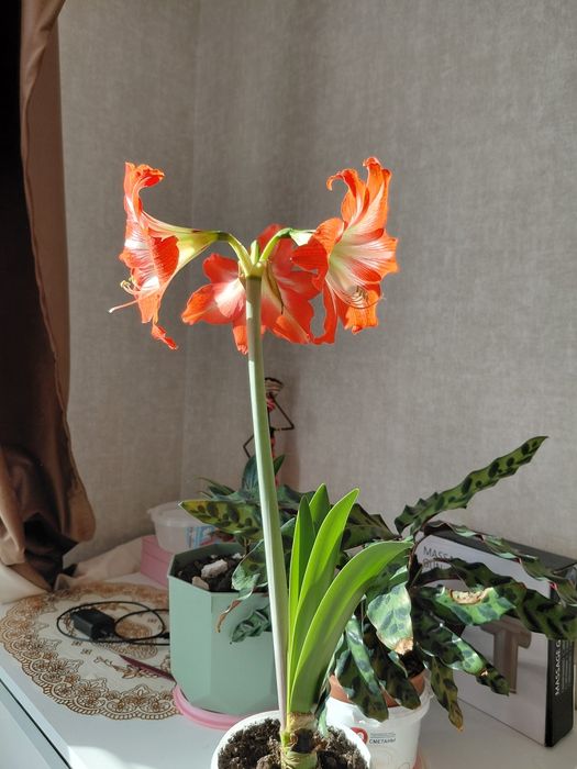 Цветый компания, разные