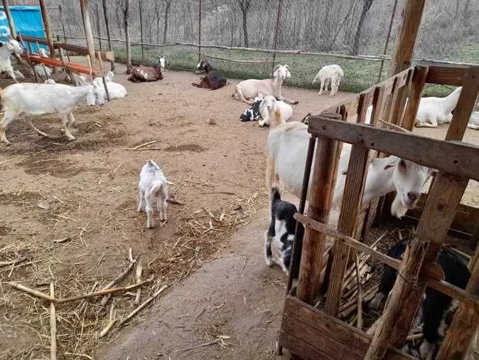 Capre de vanzare (30-35) Sunati pentru detalii.