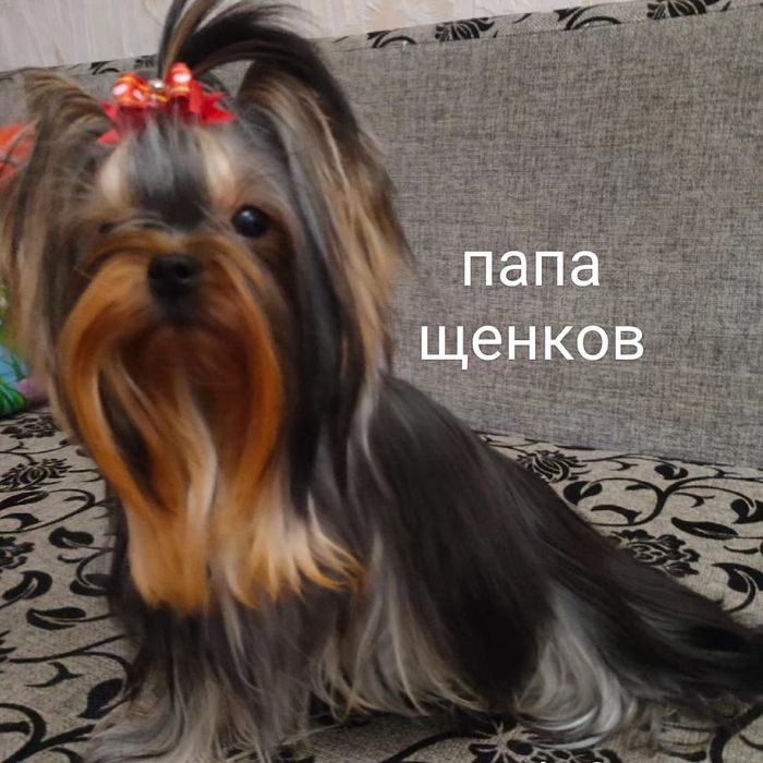 Йоркширский терьер