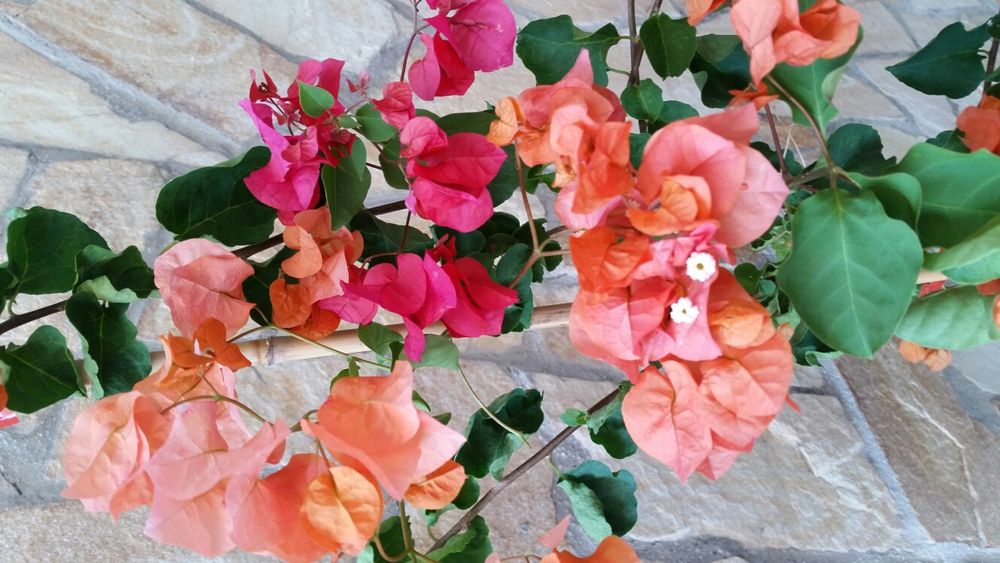 Бугенвилея ( Бугенвилия )