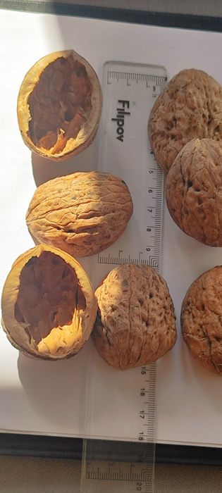 Черупка от едър орех за Handmade декорации