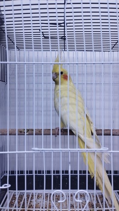 Продам ручные кареллы