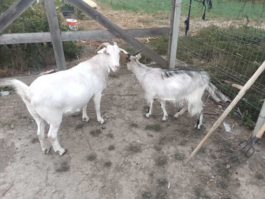 Vând 2 capre și 2 iedite
