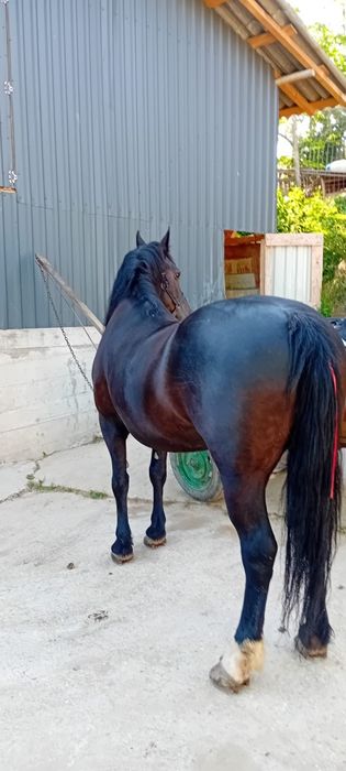 Vând iapa vârstă 7 ani corcitura frizian