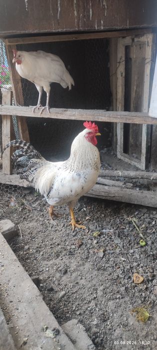 Продам классного петуха