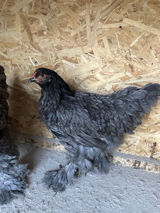 Familie brahma albastru  3+1
