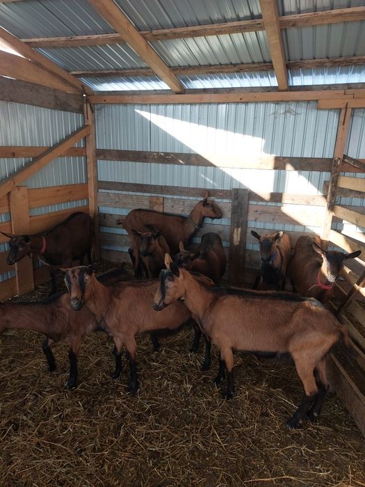 Vând capre alpine franceze gestante
