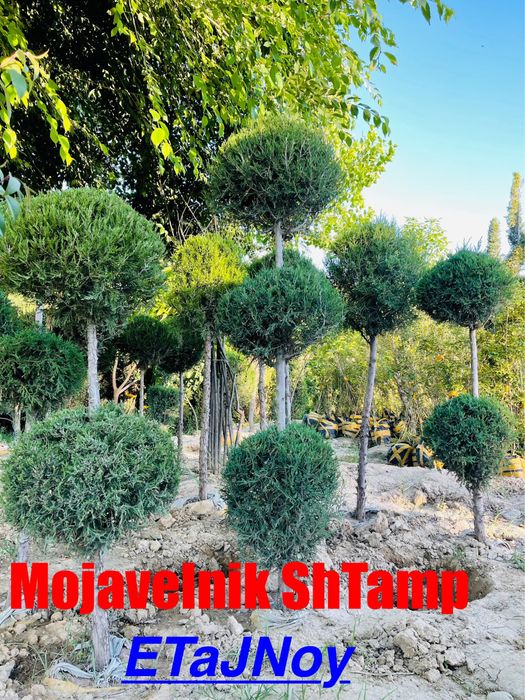 Manzarali darxtlar archa kochatlar