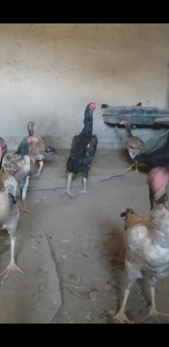 Shamo jòja sotiladi soglom