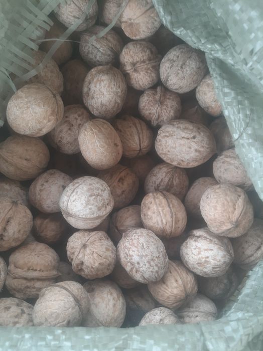 Жаңғақ,  орех - урожай 2025