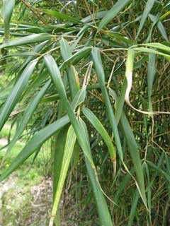 Продавам растения студоустойчив бамбук