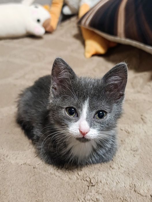 Котёночек в добрые руки