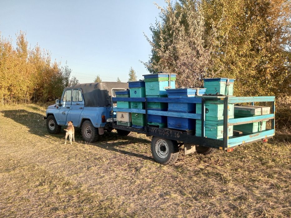 Пасека. Продам пасеку.
