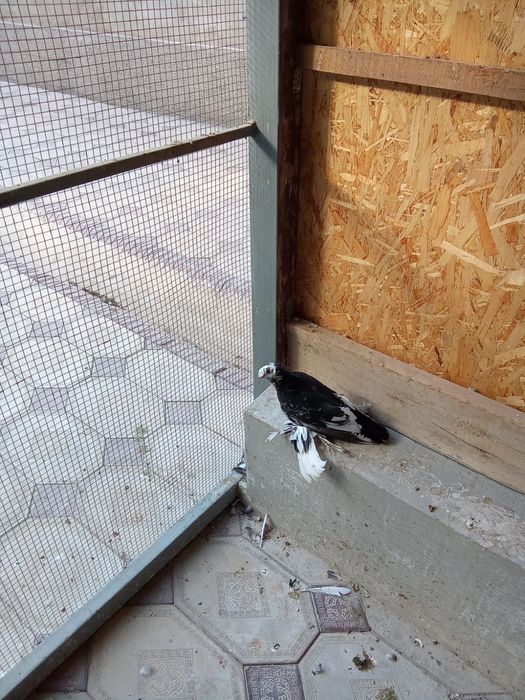 Голубь соч просто