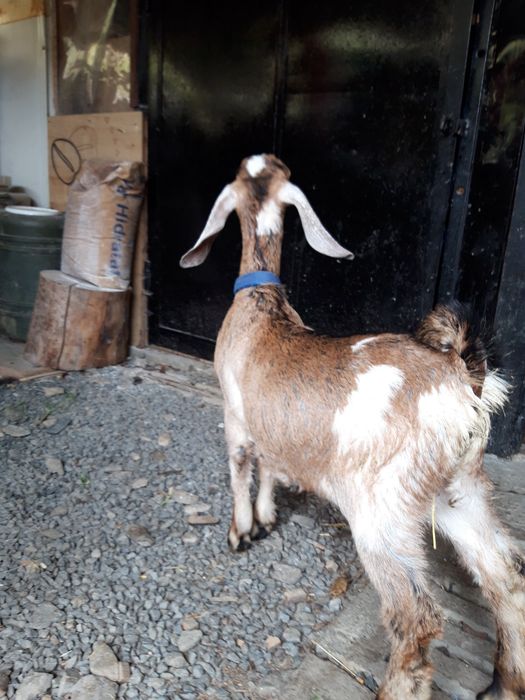 Țăpișor capre anglonubiene