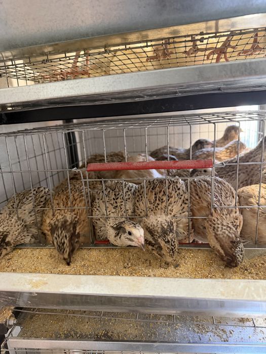 Prepelite, pui prepelite, oua incubat si consum