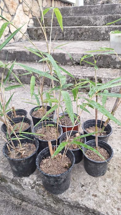 Продавам растения студоустойчив бамбук