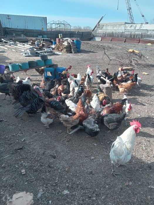 Продам петухов, домашние...