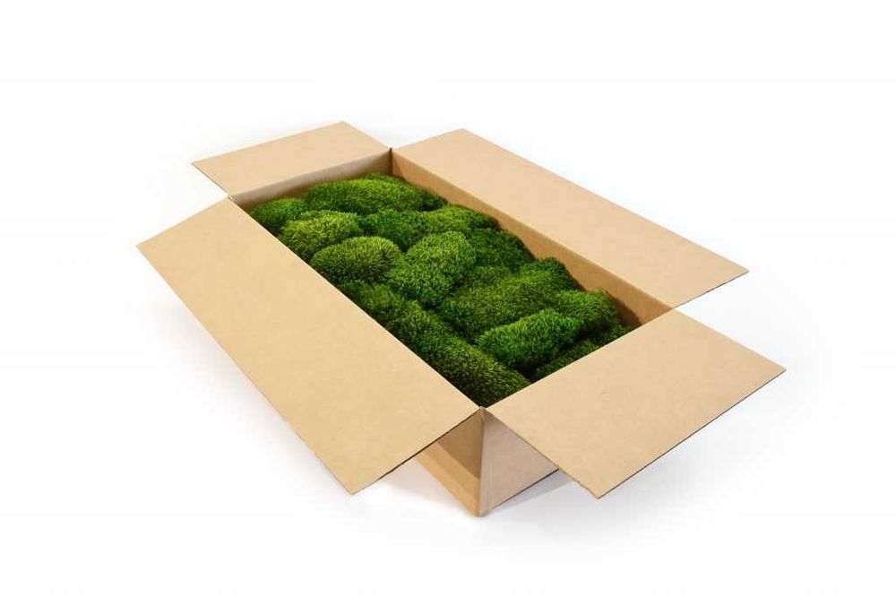 Косовиден скандинавски естествен мъх - Hair Moss