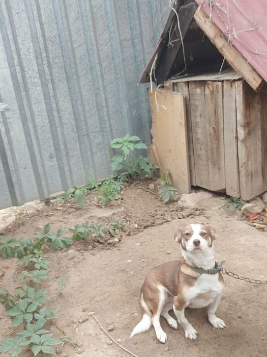 Отдам в хорошие руки собачку