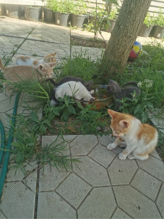Donez pisici (3 pisoi, 2 femele)