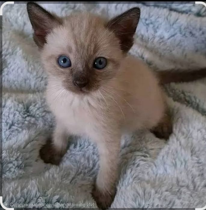 Сиамский котёнок. Очень нежный ласковый , будет для вас самым лучшим д
