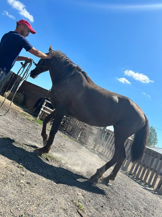 Жылкылар сатылады