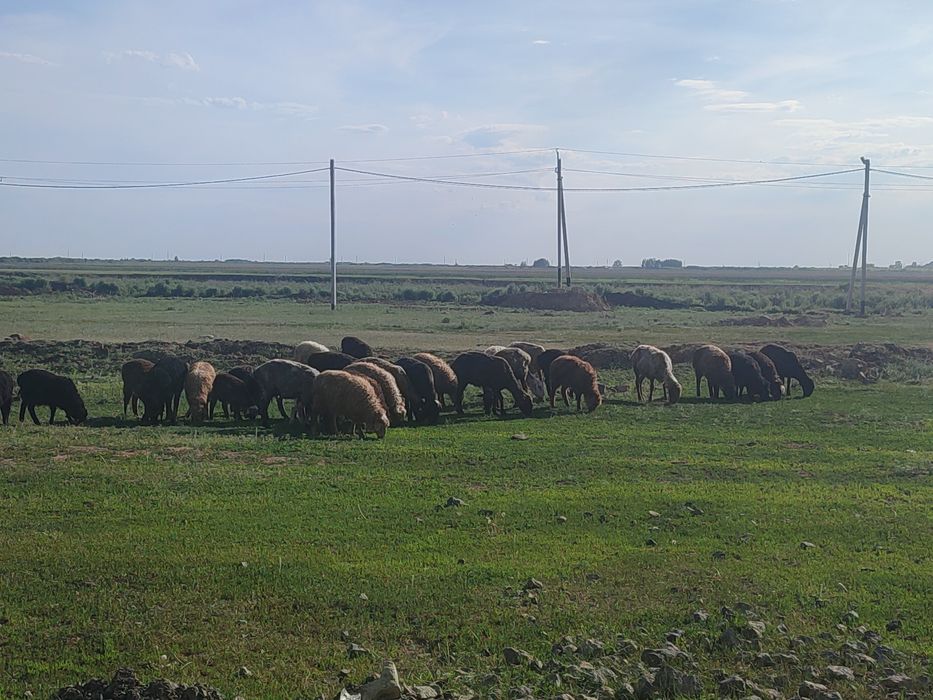 Продаётся Бараны.