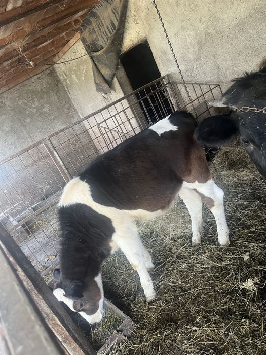 Vand doua vitele