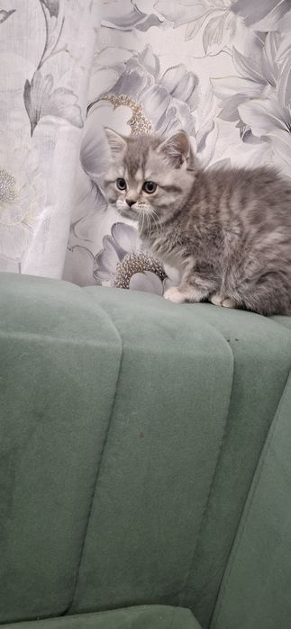 Кошечка скоттиш страйт