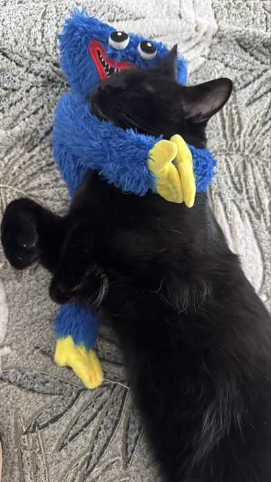 Котик(мальчик)отдам в хорошие руки