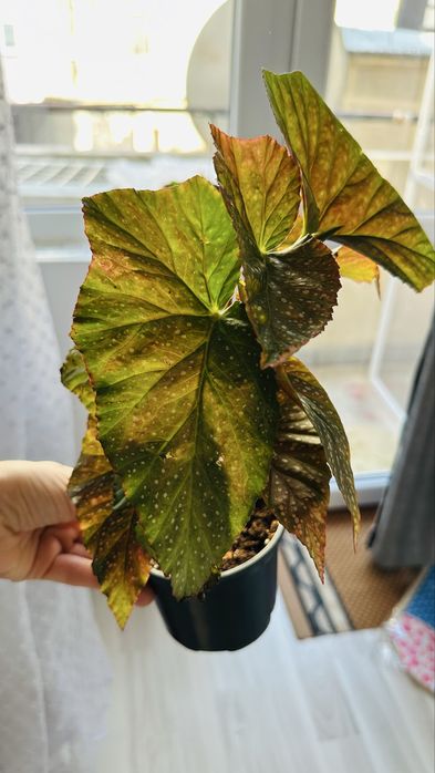 Бегонии по 10 лв за Варна лично предаване