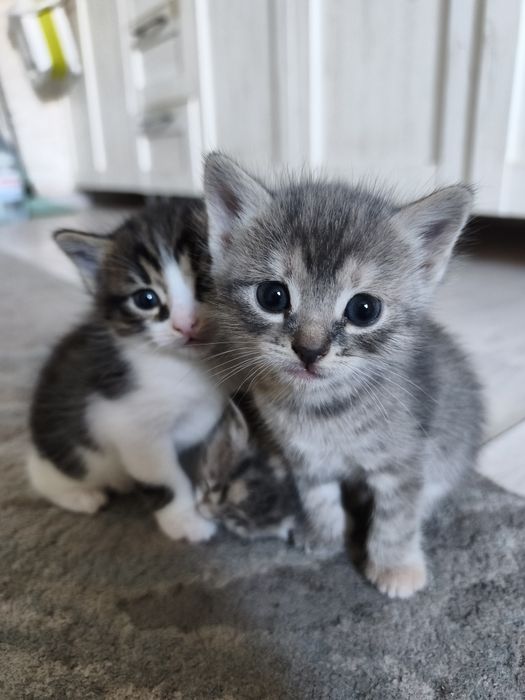 Отдам котят в добрые руки