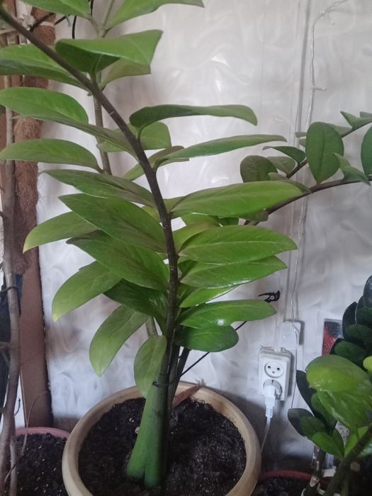 Продам комнатные растения