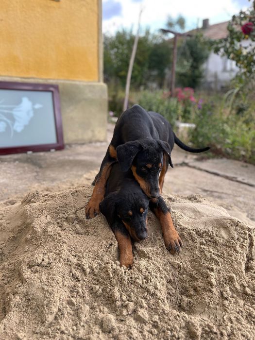 Ротвайлери на 4 месеца!