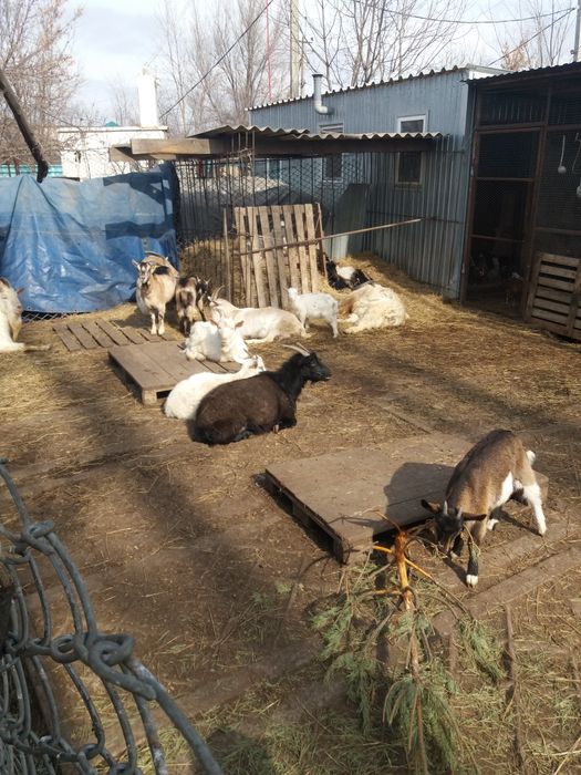 Продам коз и козлят