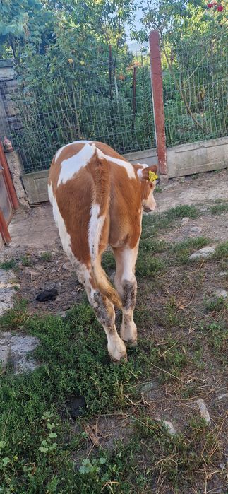 Vând vițel rasă Bălțată Românească, în vârstă de 2 luni și jumătate.