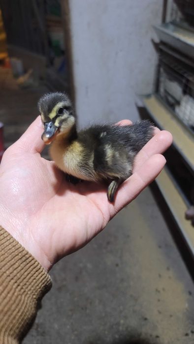 Boboci de rață rasa Rouen / Pui de rata / Oua de rata pentru incubat