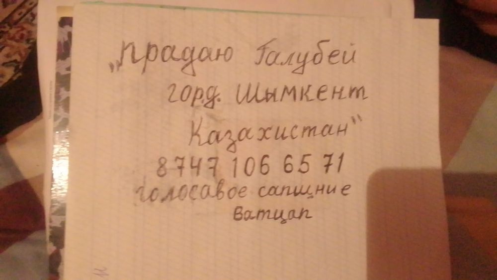 Продаются голуби