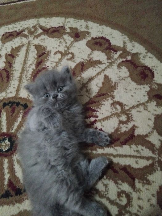 Продаются котята!